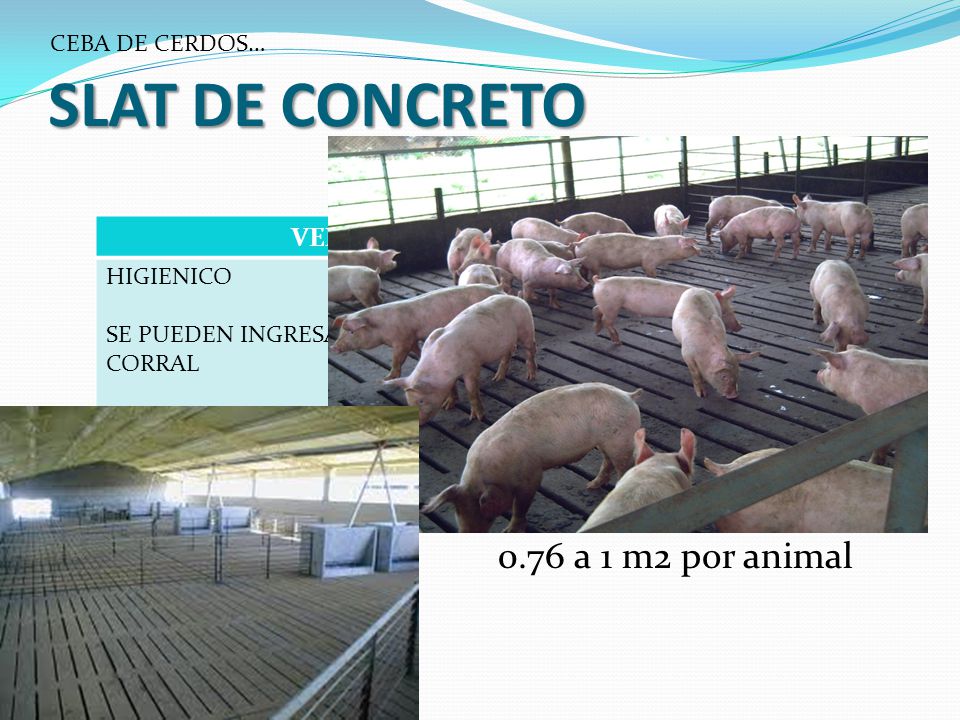 SLAT DE CONCRETO 0.76 a 1 m2 por animal VENTAJAS LIMITANTES
