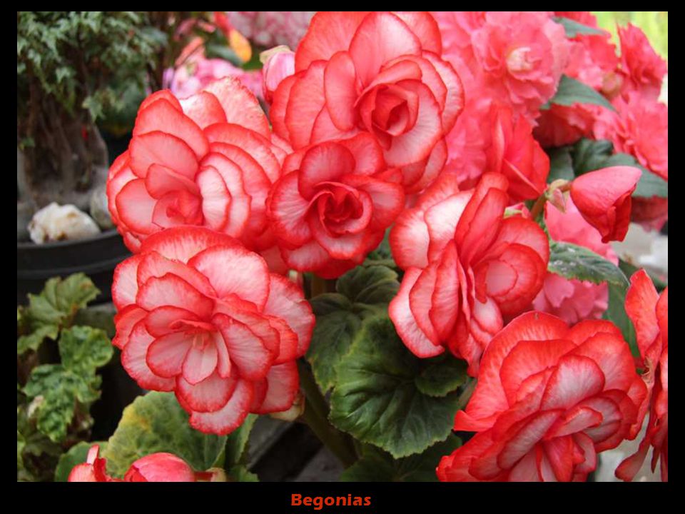 Begonias