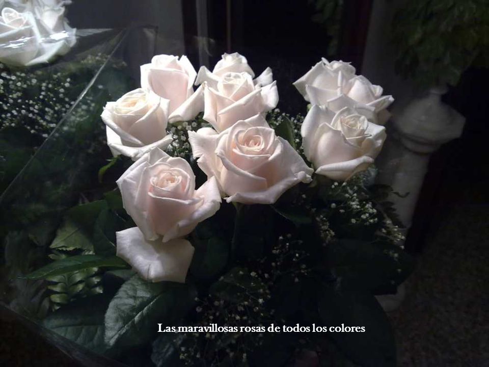 Las maravillosas rosas de todos los colores