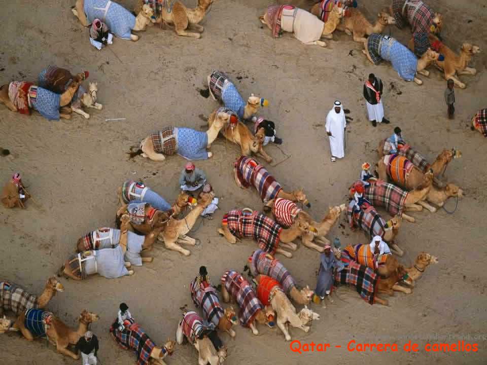 Qatar – Carrera de camellos