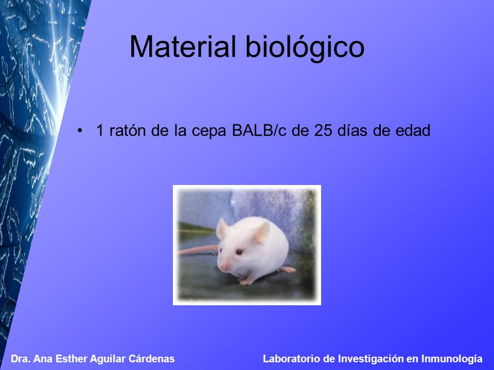 Material biológico 1 ratón de la cepa BALB/c de 25 días de edad