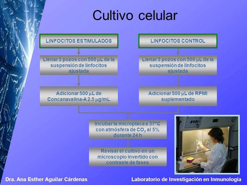 Cultivo celular Llenar 3 pozos con 500 mL de la suspensión de linfocitos ajustada. Adicionar 500 mL de Concanavalina-A 2.5 mg/mL.