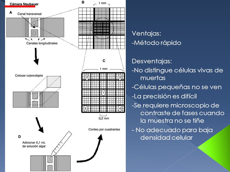 Ventajas: -Método rápido. Desventajas: -No distingue células vivas de muertas. -Células pequeñas no se ven.