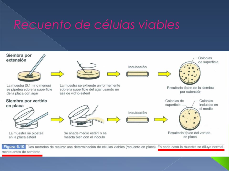 Recuento de células viables