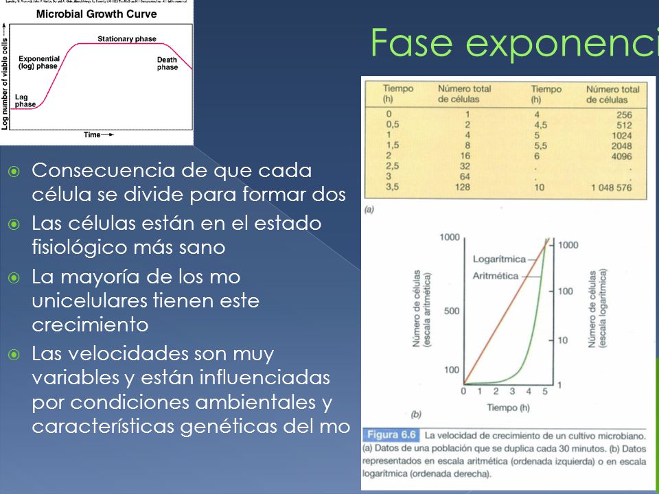 Fase exponencial Consecuencia de que cada célula se divide para formar dos. Las células están en el estado fisiológico más sano.