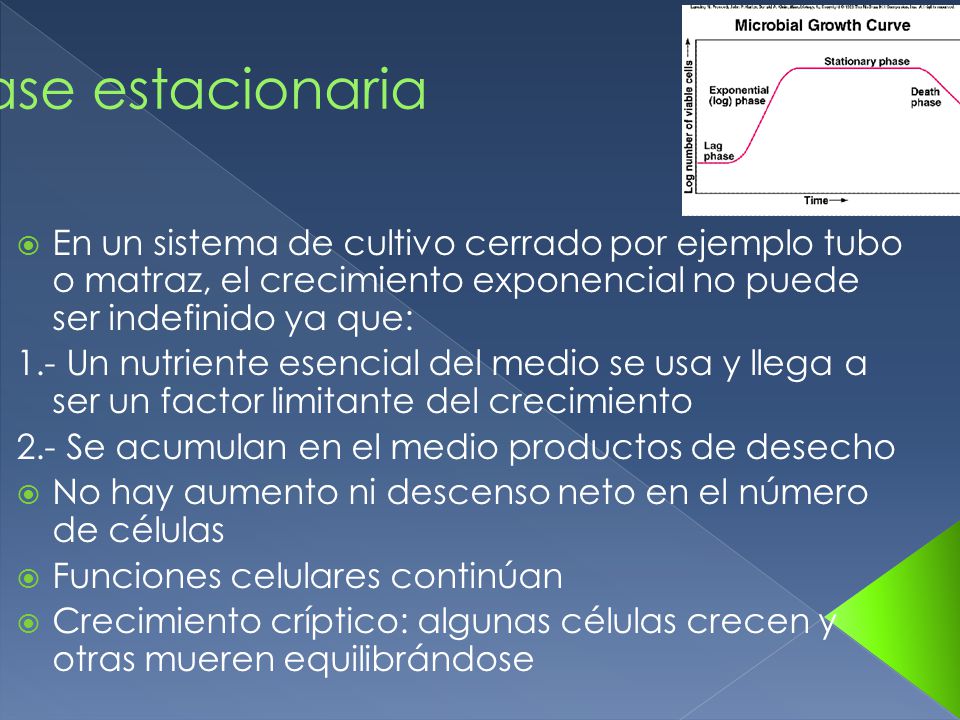 Fase estacionaria En un sistema de cultivo cerrado por ejemplo tubo o matraz, el crecimiento exponencial no puede ser indefinido ya que: