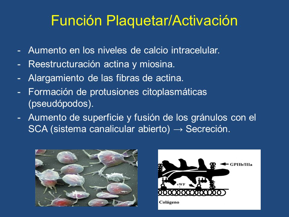Función Plaquetar/Activación