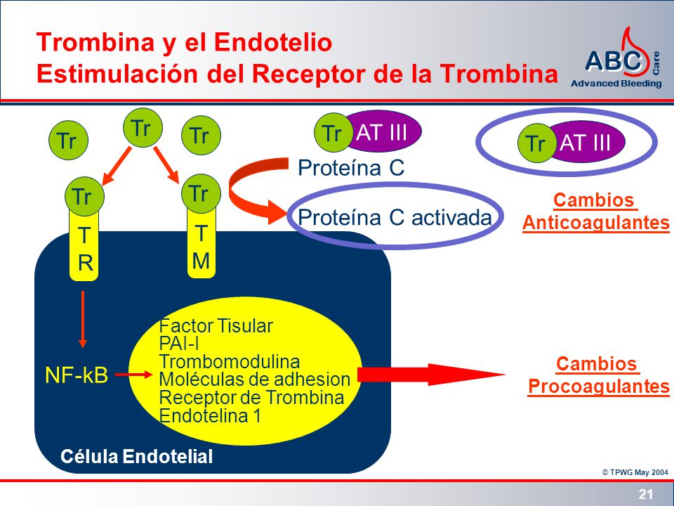 Trombina y el Endotelio Estimulación del Receptor de la Trombina