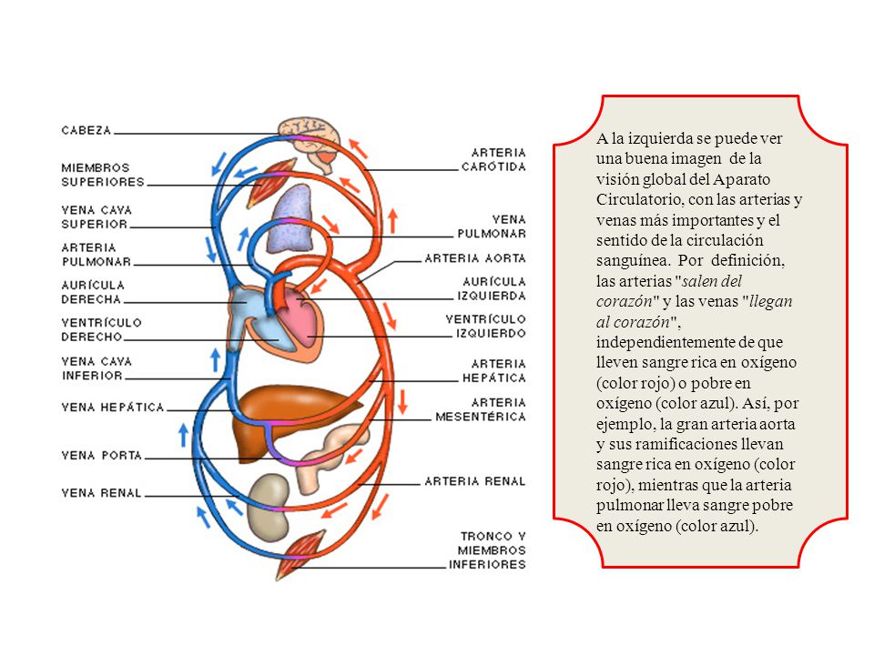 A la izquierda se puede ver una buena imagen de la visión global del Aparato Circulatorio, con las arterias y venas más importantes y el sentido de la circulación sanguínea.