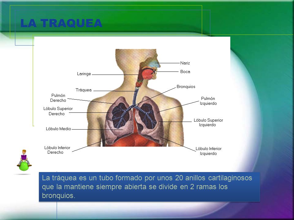 LA TRAQUEA La tráquea es un tubo formado por unos 20 anillos cartilaginosos que la mantiene siempre abierta se divide en 2 ramas los bronquios.
