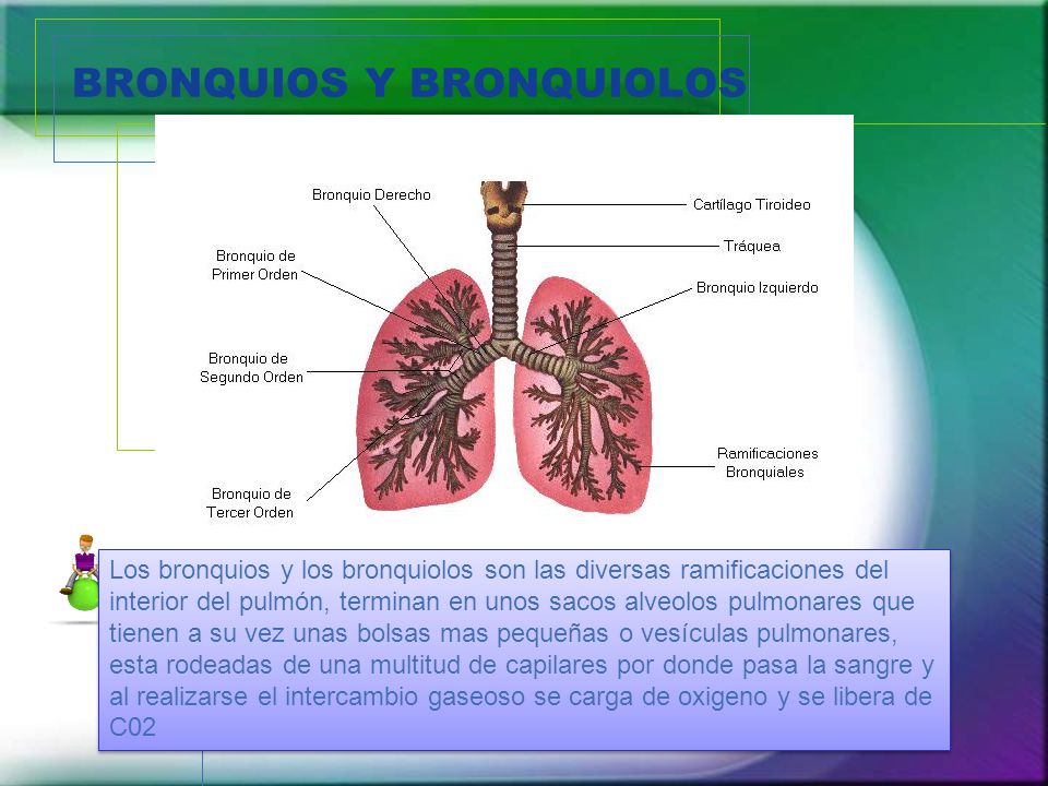 BRONQUIOS Y BRONQUIOLOS