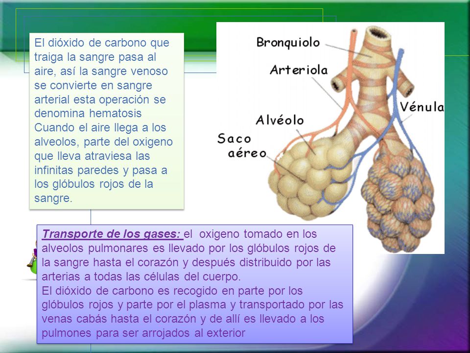 El dióxido de carbono que traiga la sangre pasa al aire, así la sangre venoso se convierte en sangre arterial esta operación se denomina hematosis