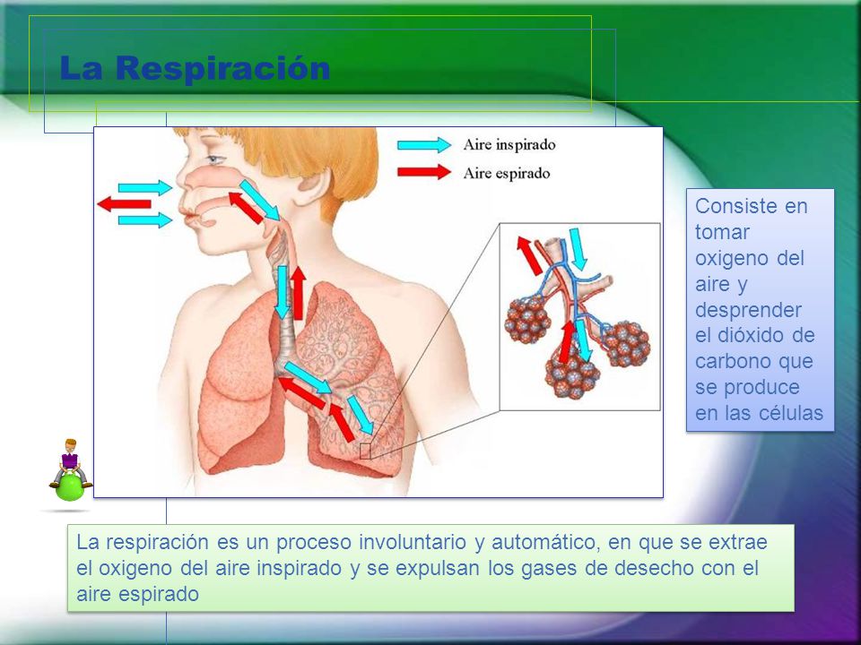 La Respiración Consiste en tomar oxigeno del aire y desprender el dióxido de carbono que se produce en las células.