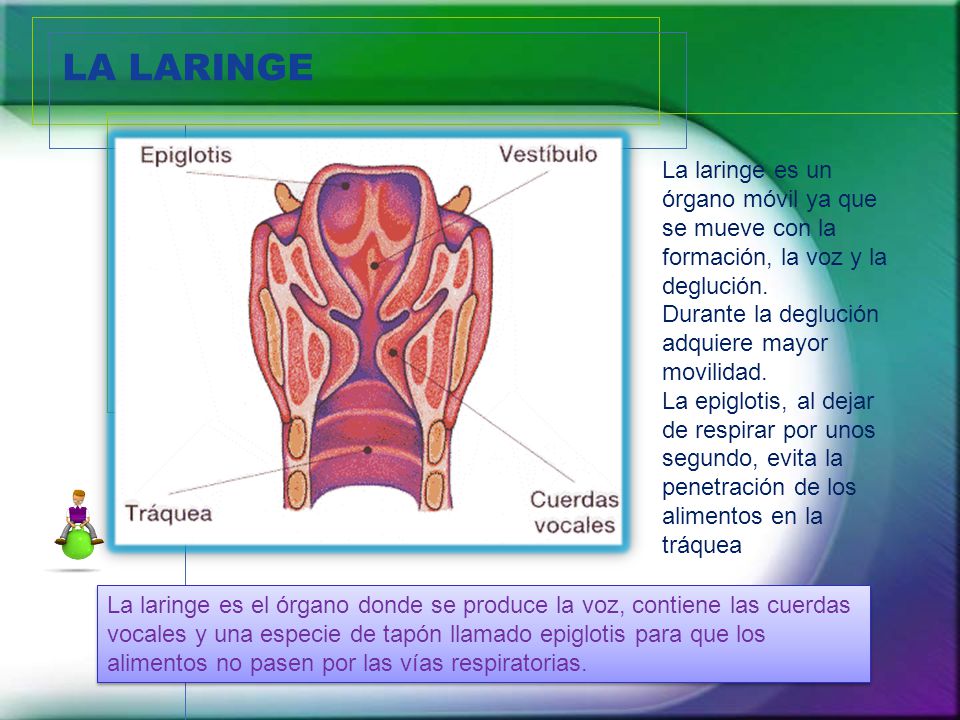 LA LARINGE La laringe es un órgano móvil ya que se mueve con la formación, la voz y la deglución. Durante la deglución adquiere mayor movilidad.