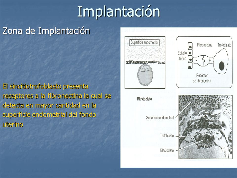 Implantación Zona de Implantación El sincitiotrofoblasto presenta