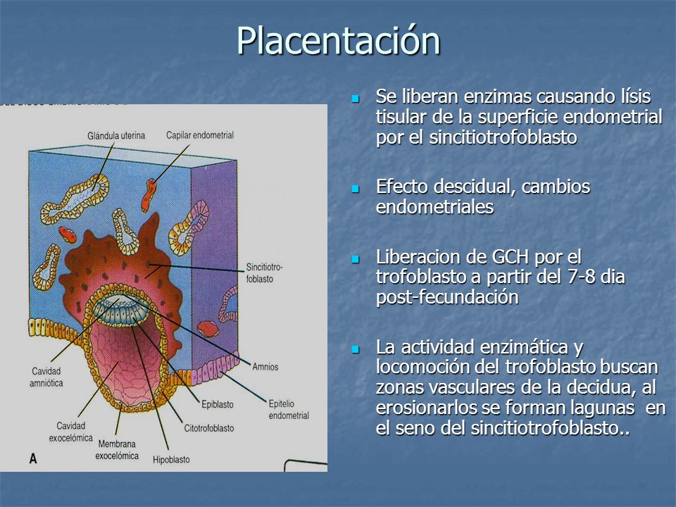 Placentación Se liberan enzimas causando lísis tisular de la superficie endometrial por el sincitiotrofoblasto.