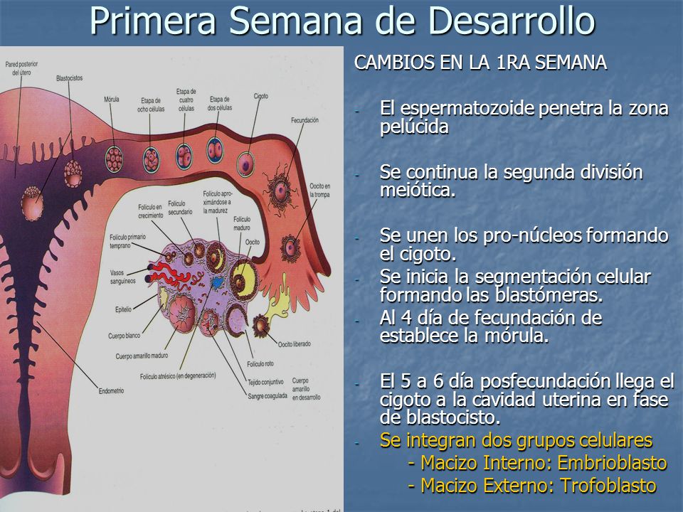 PLACENTA Embriología y Placentación - ppt video online descargar