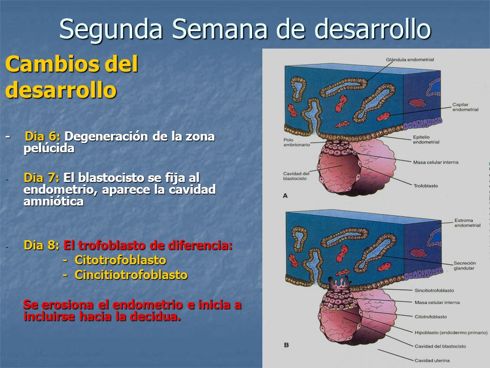 PLACENTA Embriología y Placentación - ppt video online descargar