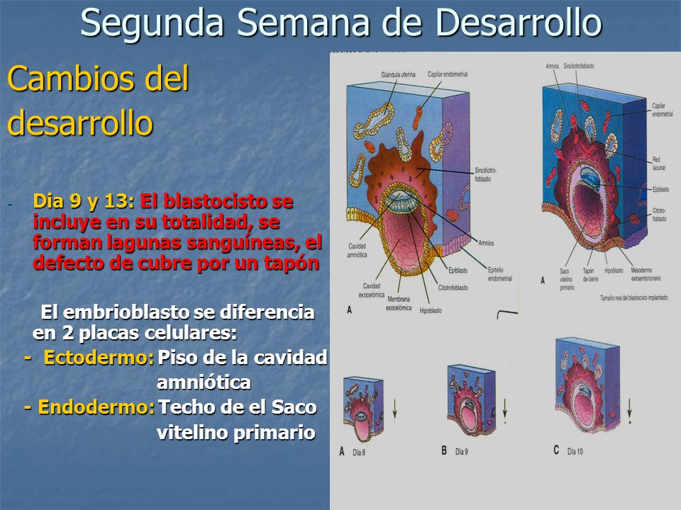 PLACENTA Embriología y Placentación - ppt video online descargar