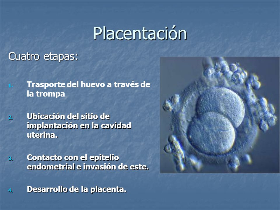 Placentación Cuatro etapas: Trasporte del huevo a través de la trompa