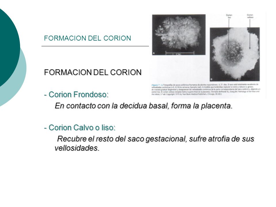 En contacto con la decidua basal, forma la placenta.