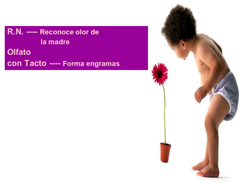 R.N Reconoce olor de Olfato con Tacto ---- Forma engramas