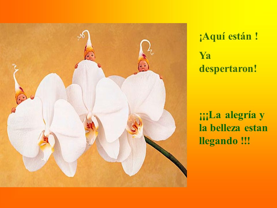 ¡Aquí están ! Ya despertaron! ¡¡¡La alegría y la belleza estan llegando !!!