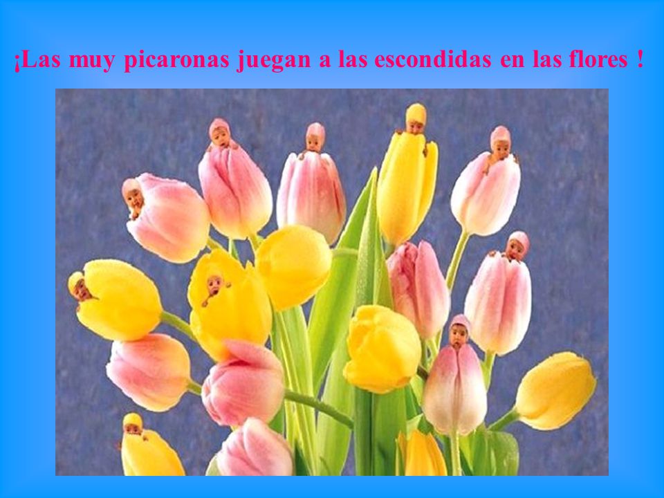 ¡Las muy picaronas juegan a las escondidas en las flores !