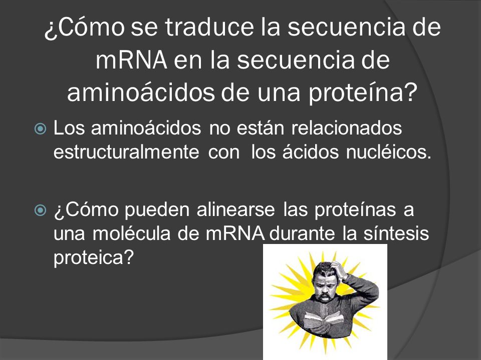 ¿Cómo se traduce la secuencia de mRNA en la secuencia de aminoácidos de una proteína