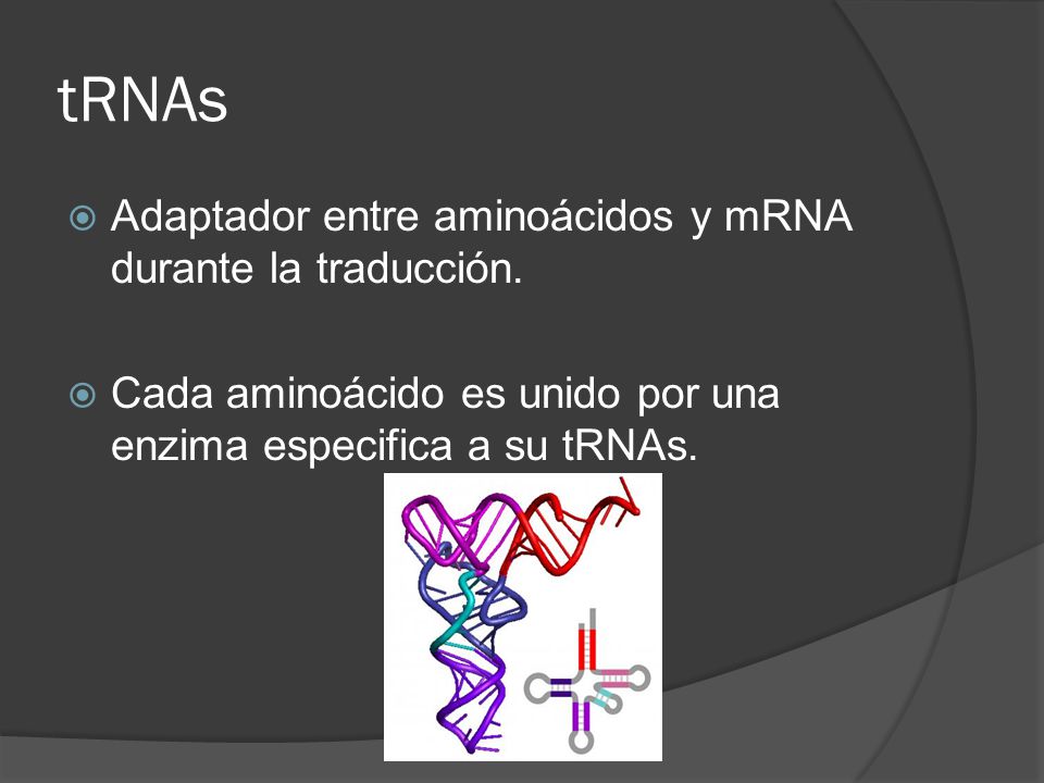 tRNAs Adaptador entre aminoácidos y mRNA durante la traducción.