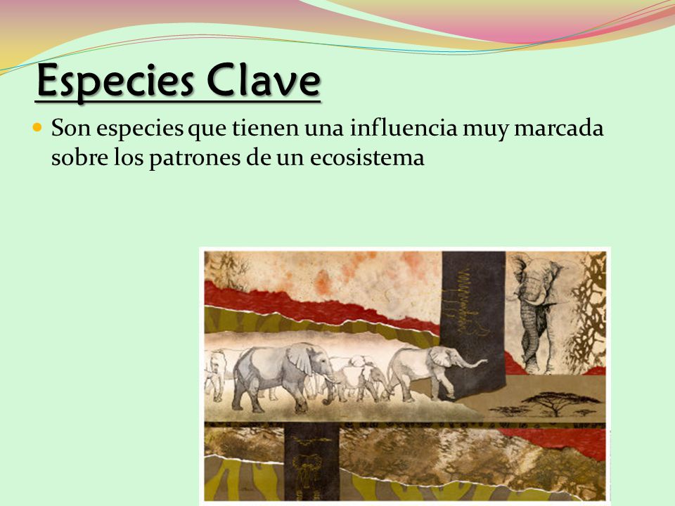 Especies Clave Son especies que tienen una influencia muy marcada sobre los patrones de un ecosistema.