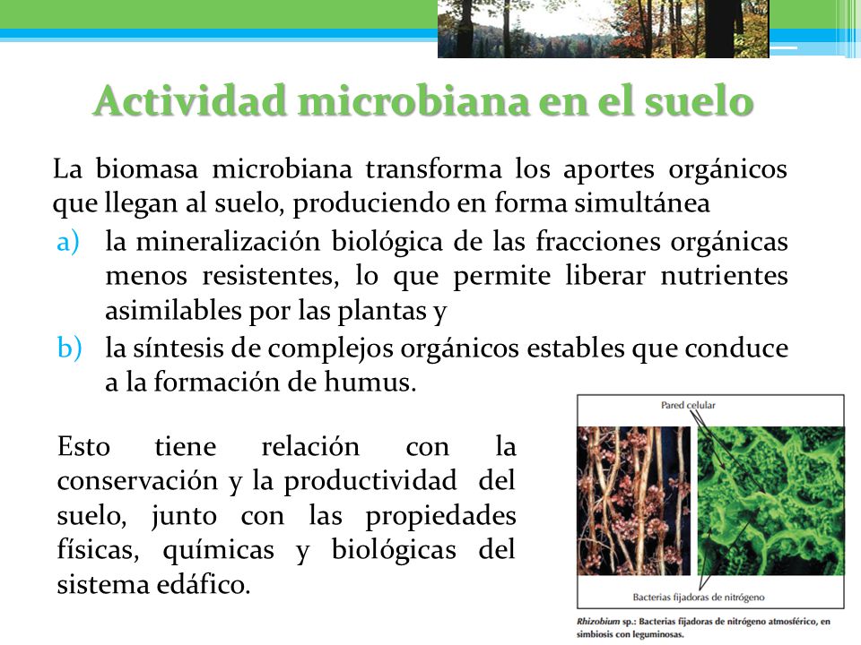 Actividad microbiana en el suelo