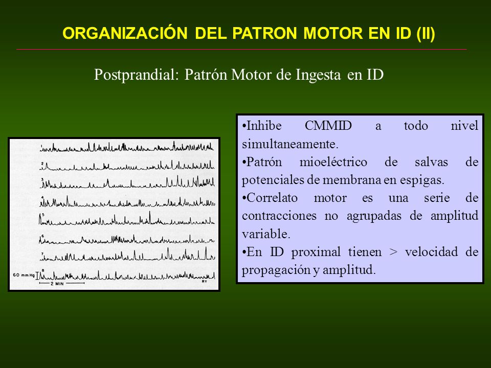 ORGANIZACIÓN DEL PATRON MOTOR EN ID (II)