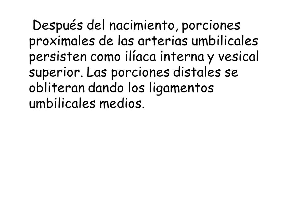 Después del nacimiento, porciones proximales de las arterias umbilicales persisten como ilíaca interna y vesical superior.