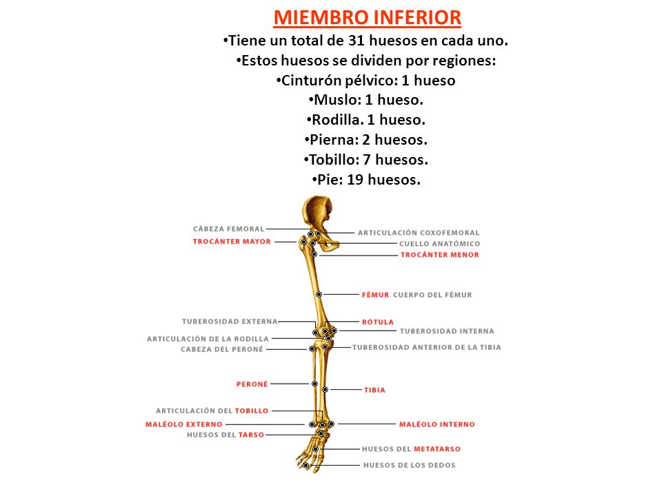 MIEMBRO INFERIOR Tiene un total de 31 huesos en cada uno.