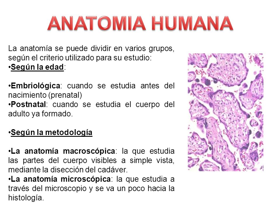 ANATOMIA HUMANA La anatomía se puede dividir en varios grupos, según el criterio utilizado para su estudio: