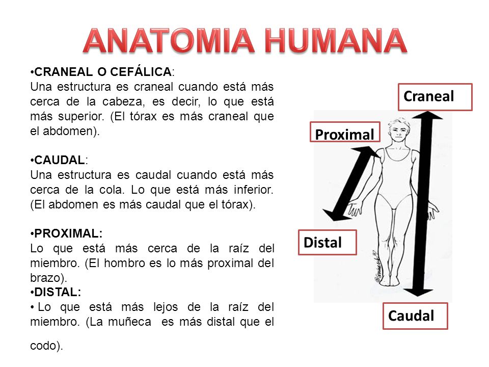 ANATOMIA HUMANA Craneal Proximal Distal Caudal CRANEAL O CEFÁLICA: