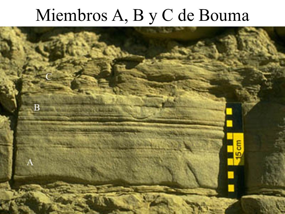 Miembros A, B y C de Bouma C B A