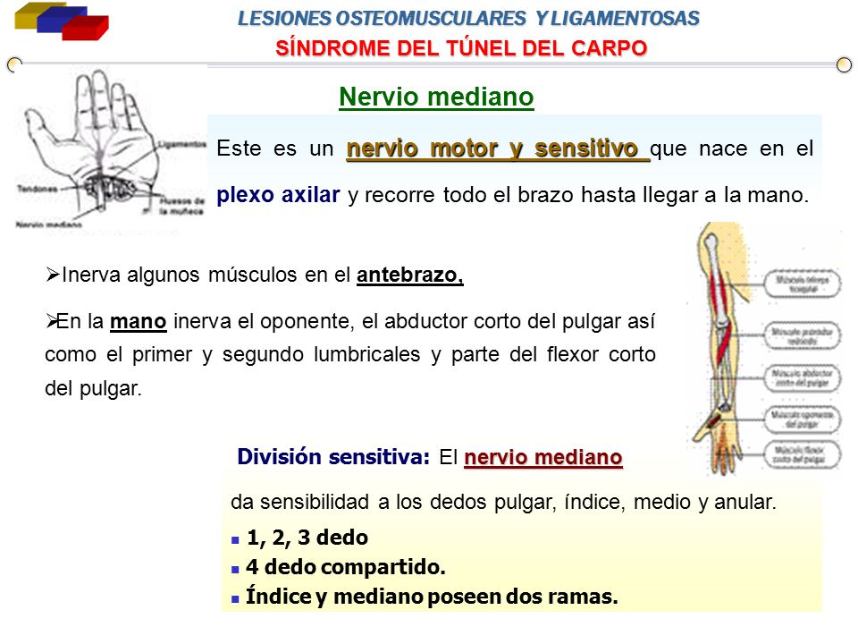 Nervio mediano Este es un nervio motor y sensitivo que nace en el plexo axilar y recorre todo el brazo hasta llegar a la mano.