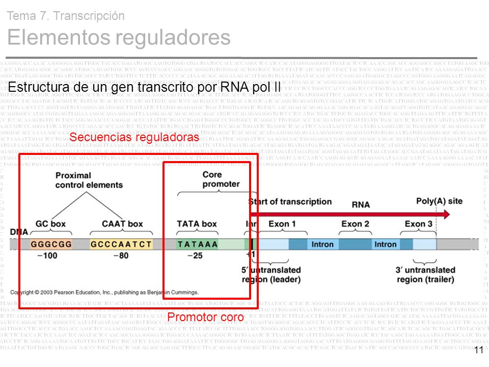 Secuencias reguladoras