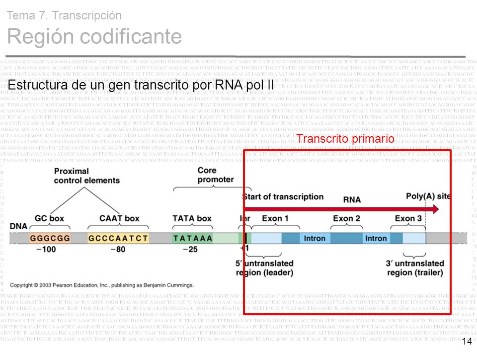 Estructura de un gen transcrito por RNA pol II