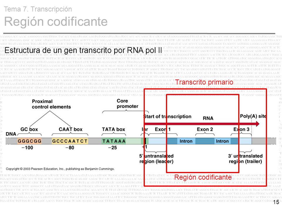 Estructura de un gen transcrito por RNA pol II