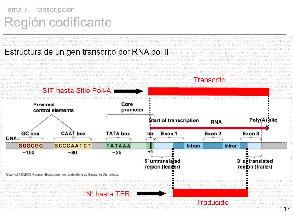Estructura de un gen transcrito por RNA pol II