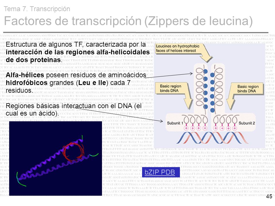 Tema 7. Transcripción Factores de transcripción (Zippers de leucina)
