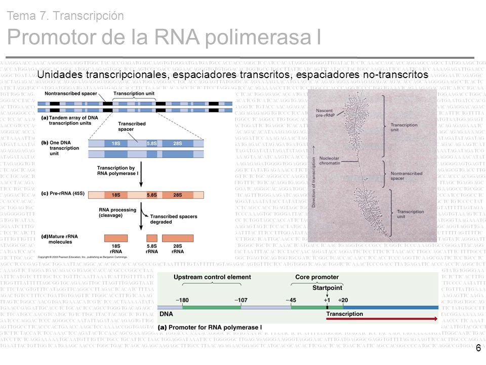 Tema 7. Transcripción Promotor de la RNA polimerasa I
