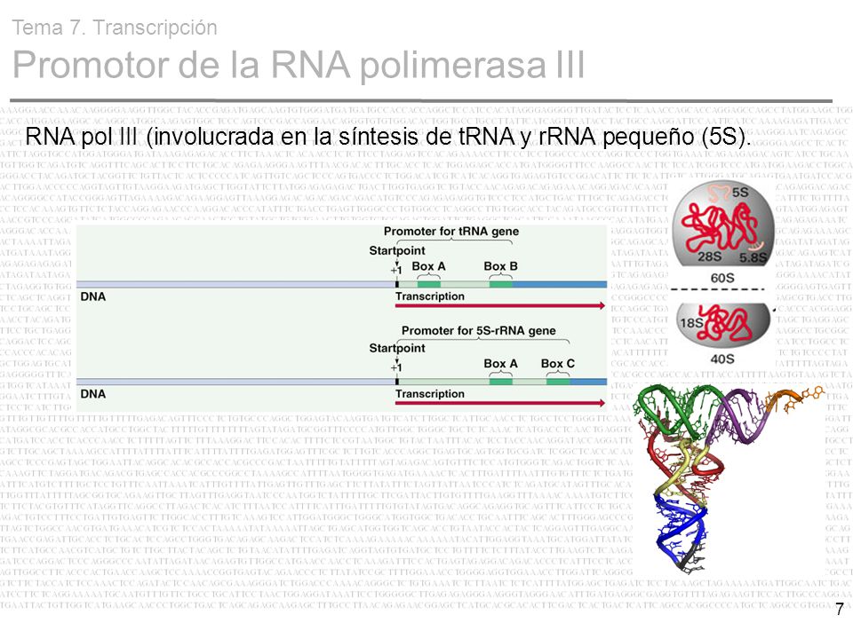 RNA pol III (involucrada en la síntesis de tRNA y rRNA pequeño (5S).