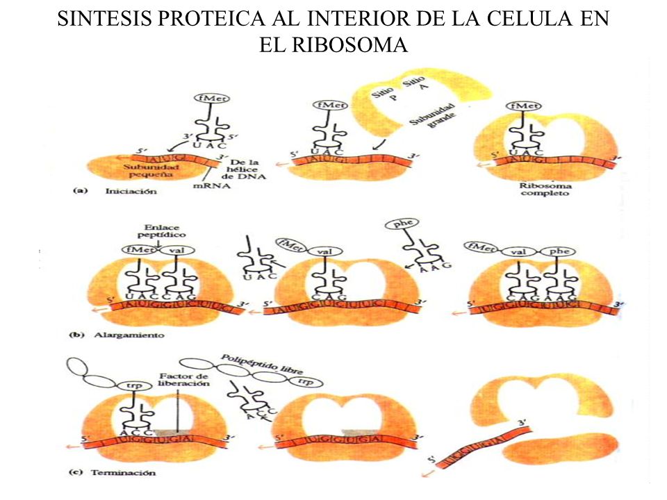 SINTESIS PROTEICA AL INTERIOR DE LA CELULA EN EL RIBOSOMA