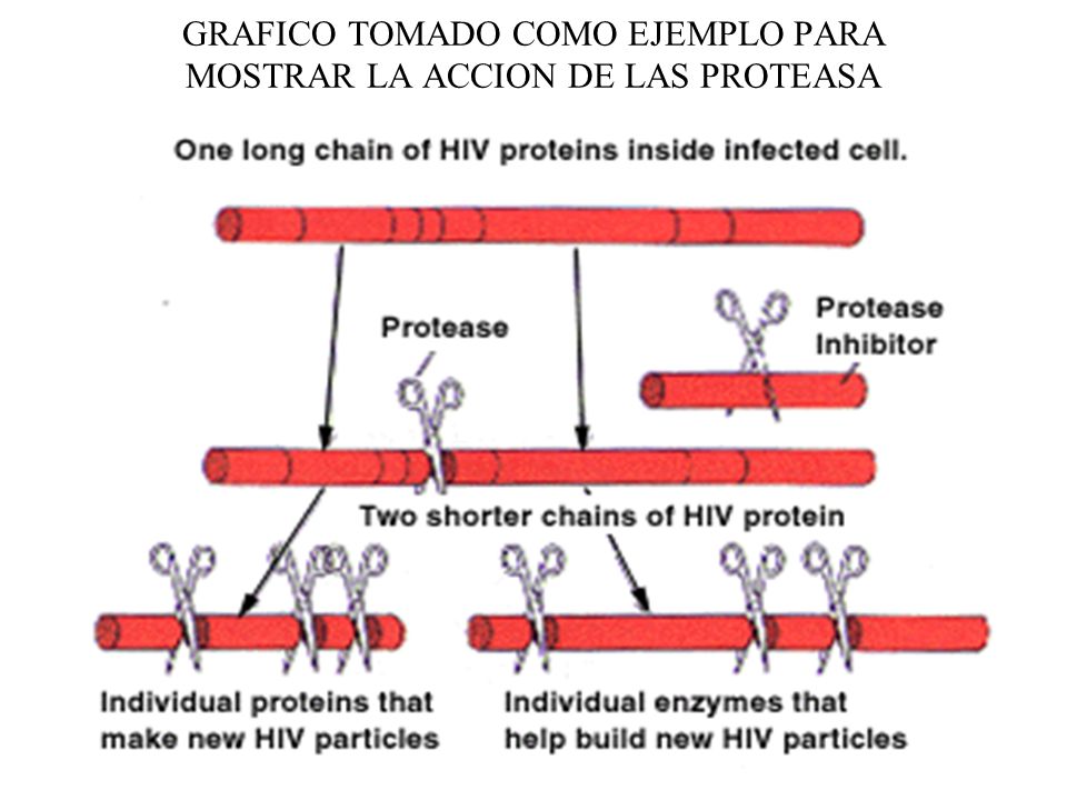 GRAFICO TOMADO COMO EJEMPLO PARA MOSTRAR LA ACCION DE LAS PROTEASA