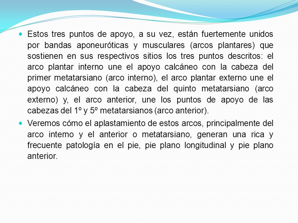 Estos tres puntos de apoyo, a su vez, están fuertemente unidos por bandas aponeuróticas y musculares (arcos plantares) que sostienen en sus respectivos sitios los tres puntos descritos: el arco plantar interno une el apoyo calcáneo con la cabeza del primer metatarsiano (arco interno), el arco plantar externo une el apoyo calcáneo con la cabeza del quinto metatarsiano (arco externo) y, el arco anterior, une los puntos de apoyo de las cabezas del 1º y 5º metatarsianos (arco anterior).