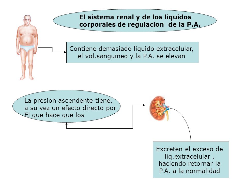 El sistema renal y de los liquidos corporales de regulacion de la P.A.